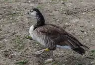 62468