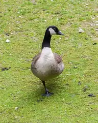 62469