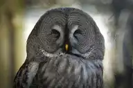 62667
