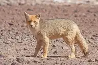 6270