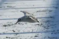 63218