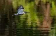 65215