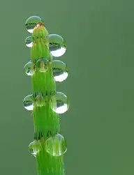 6561