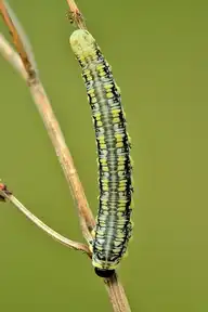 6603
