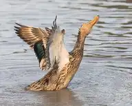 6656