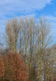 67105