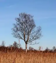 67113
