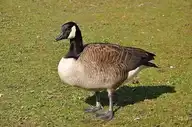 67685