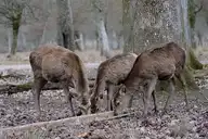 68258