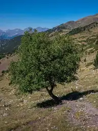 68391