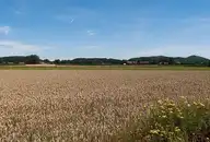 68557
