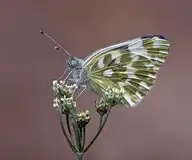 6929