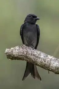 69496