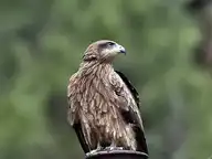 69519