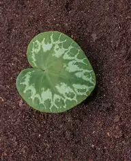 69857