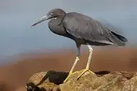 7042