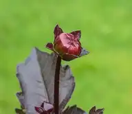 70457