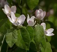 70550