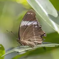 70602