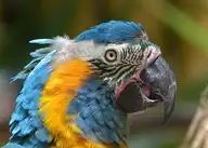 70751
