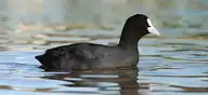 70799