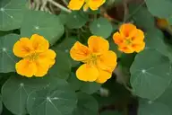 70839