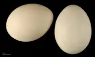 72966