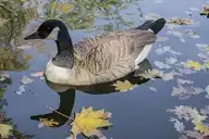73646