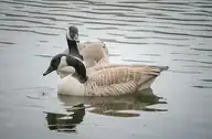 73651