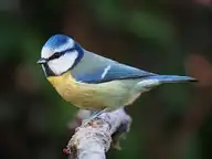 7377