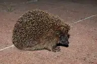 73804