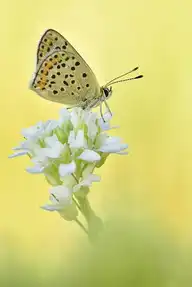 73806