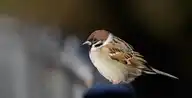 7386