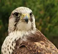 7480