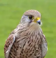 7481