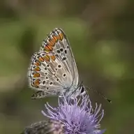 75515