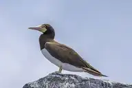 75523