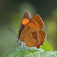 75532