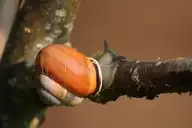 75594