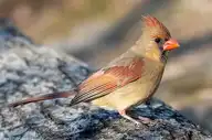 7564
