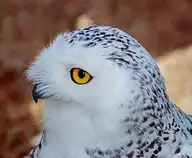 76429