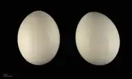 76431