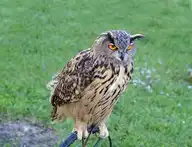 76434