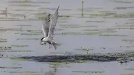 7757