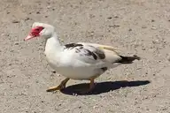 79458