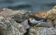 79772