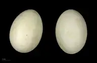 80062
