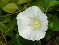 80172