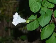 80174