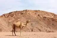 80356